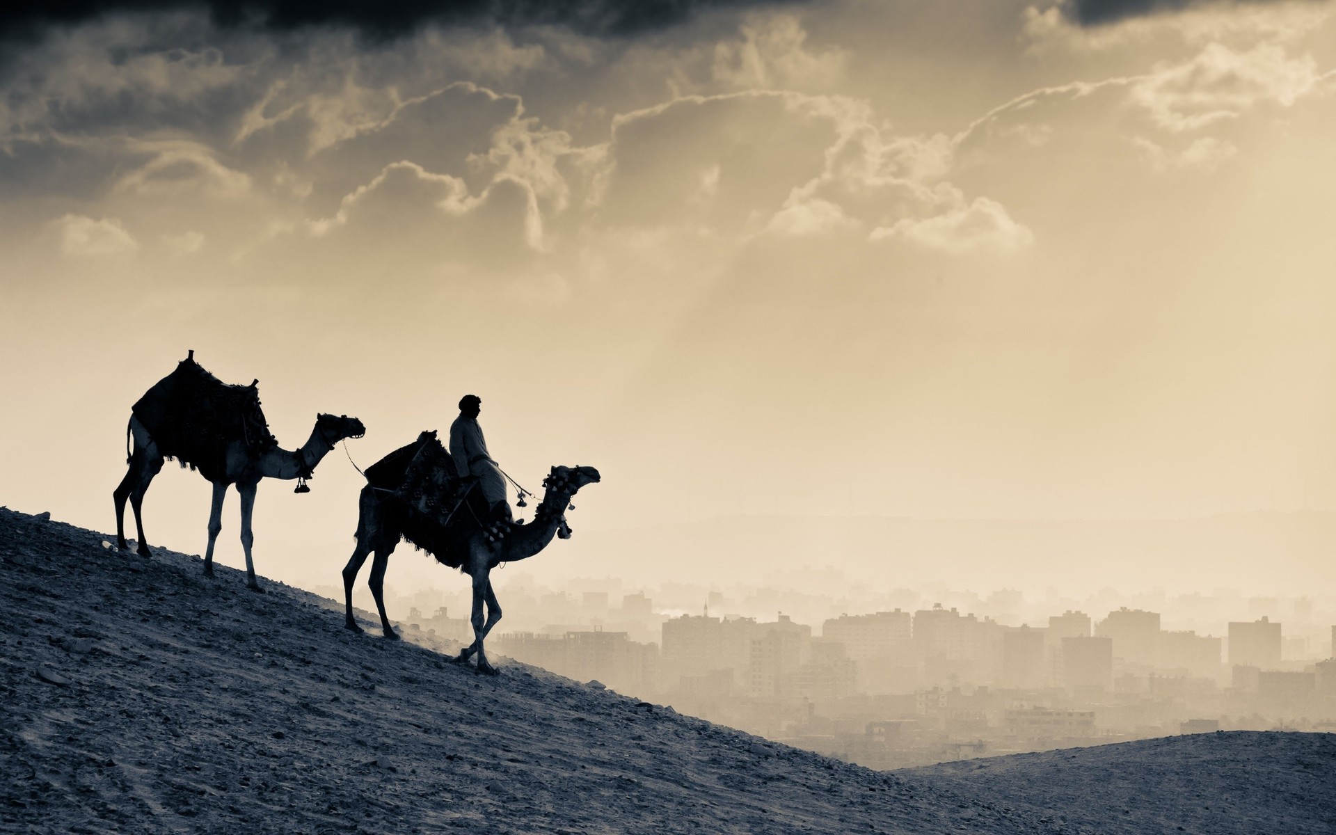 1329061860_monochrome_camels_w1