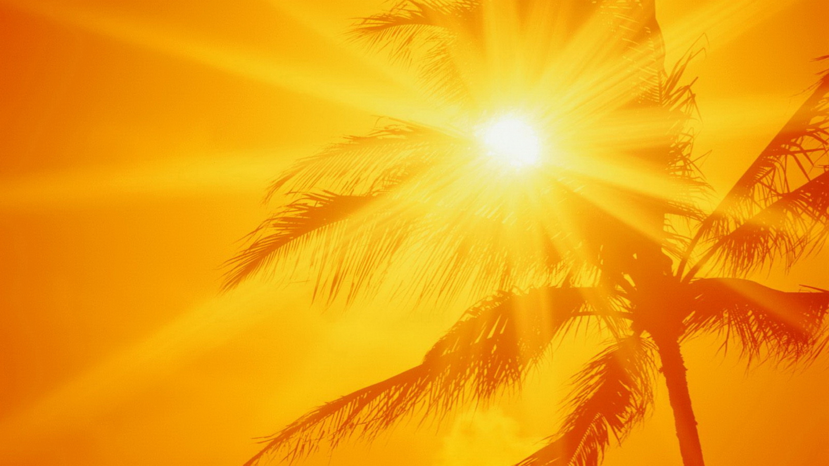 1329062775_summerheatpalmtree_587117